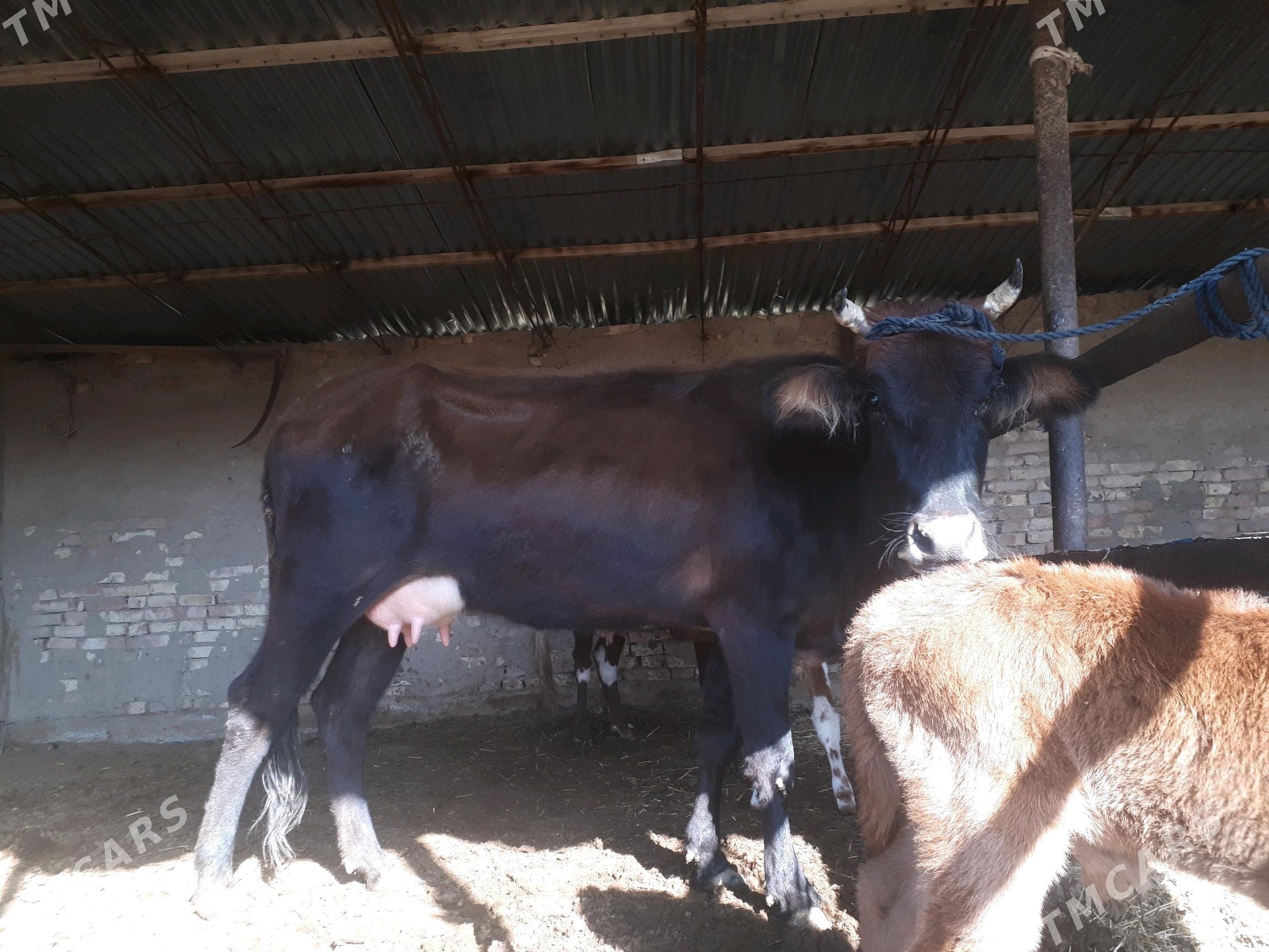 Gõleli sygyr - Мургап - img 6