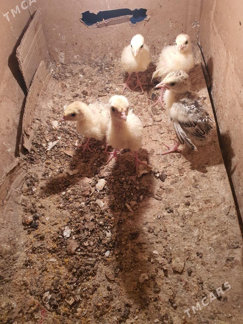 Induk jüyje. - Мары - img 3