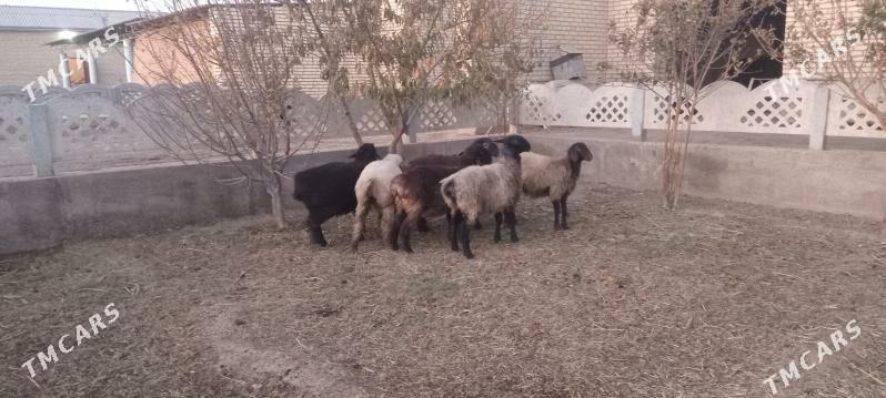 tokly - Mary - img 3