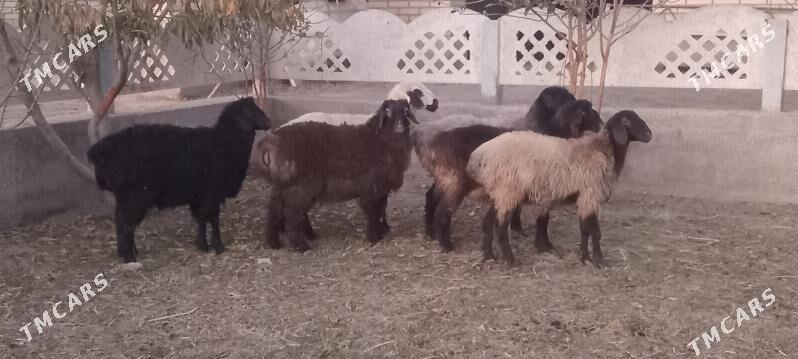 tokly - Mary - img 2