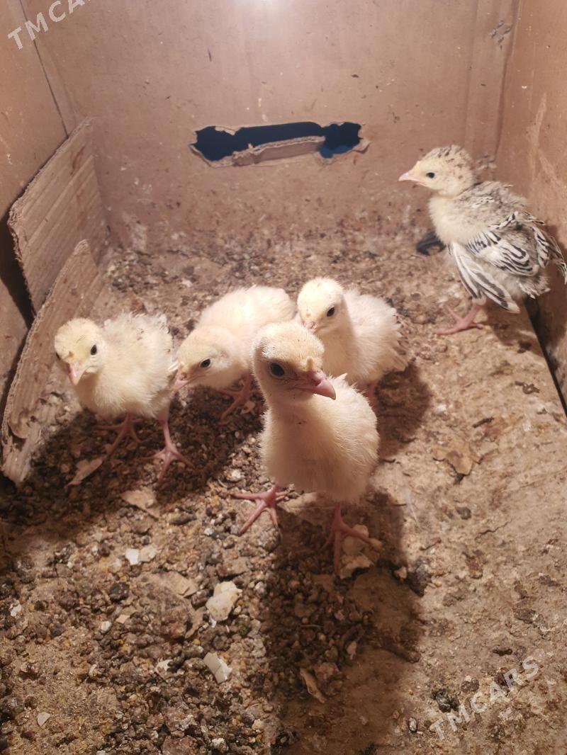 Induk jüyje. - Мары - img 2