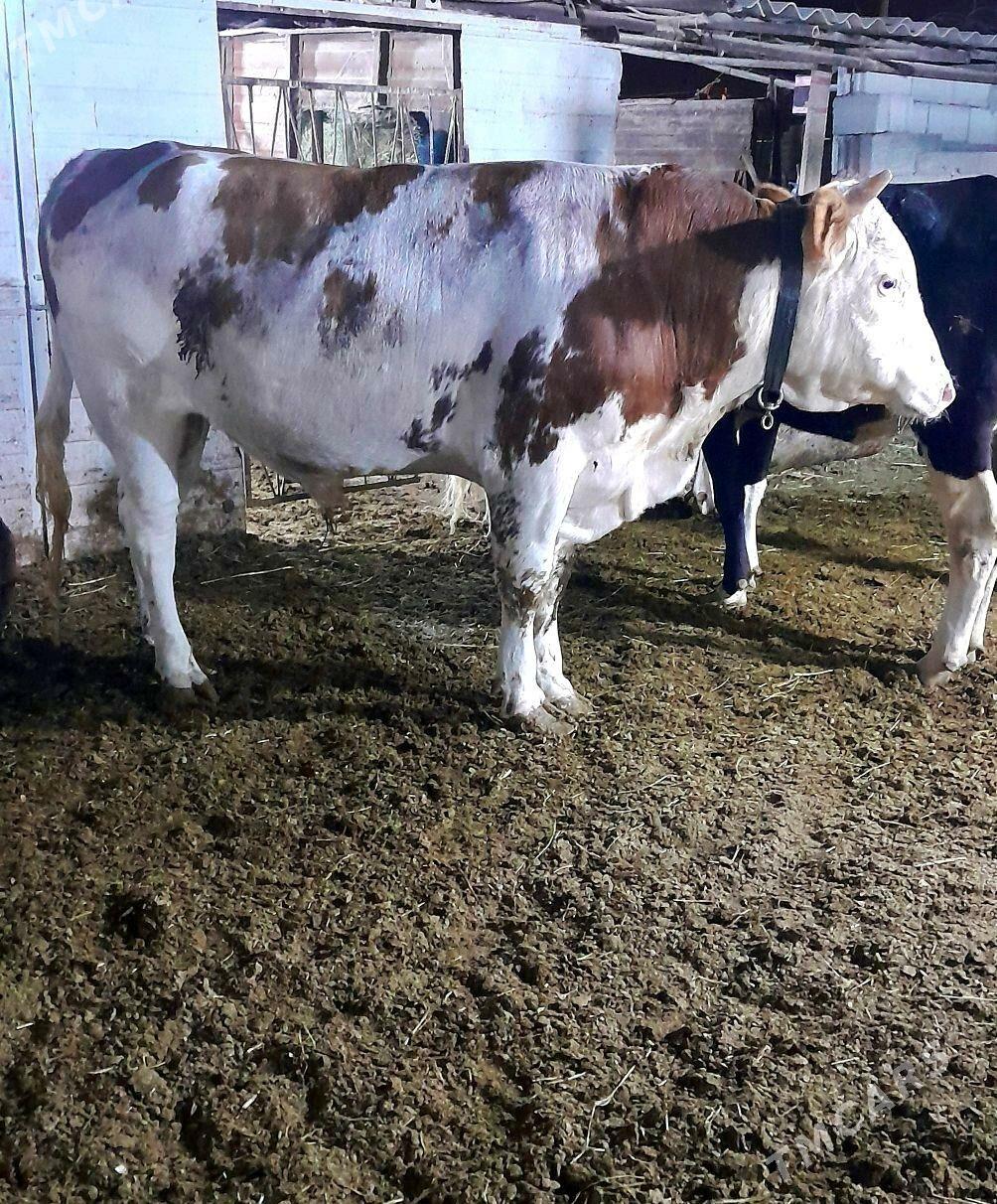 Simental öküz - Änew - img 4