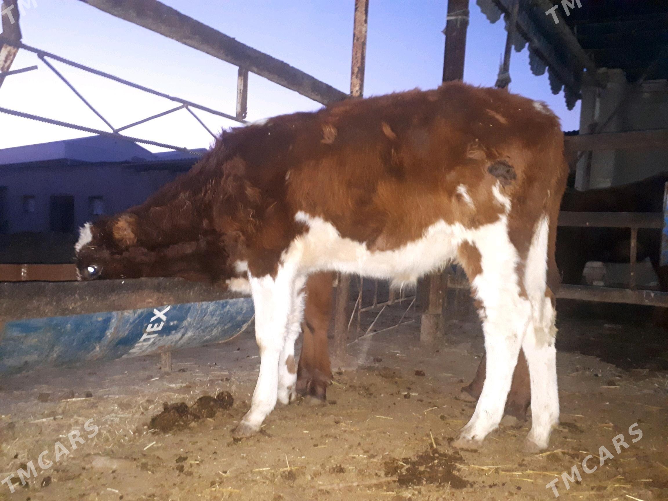 Gõleli sygyr - Мургап - img 7