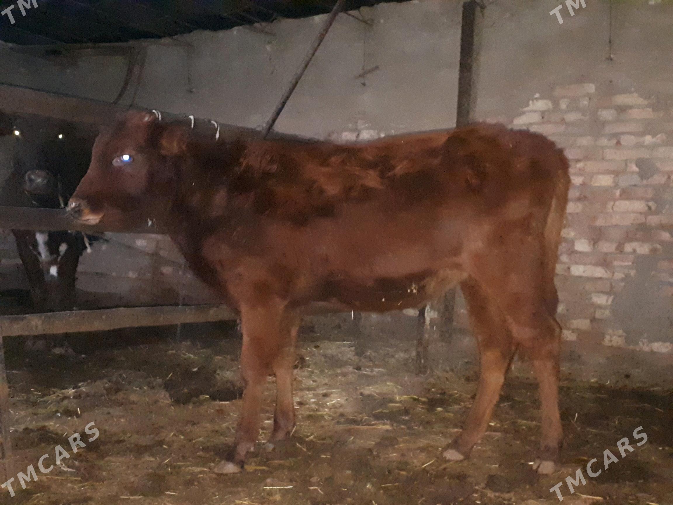 Gõleli sygyr - Мургап - img 8