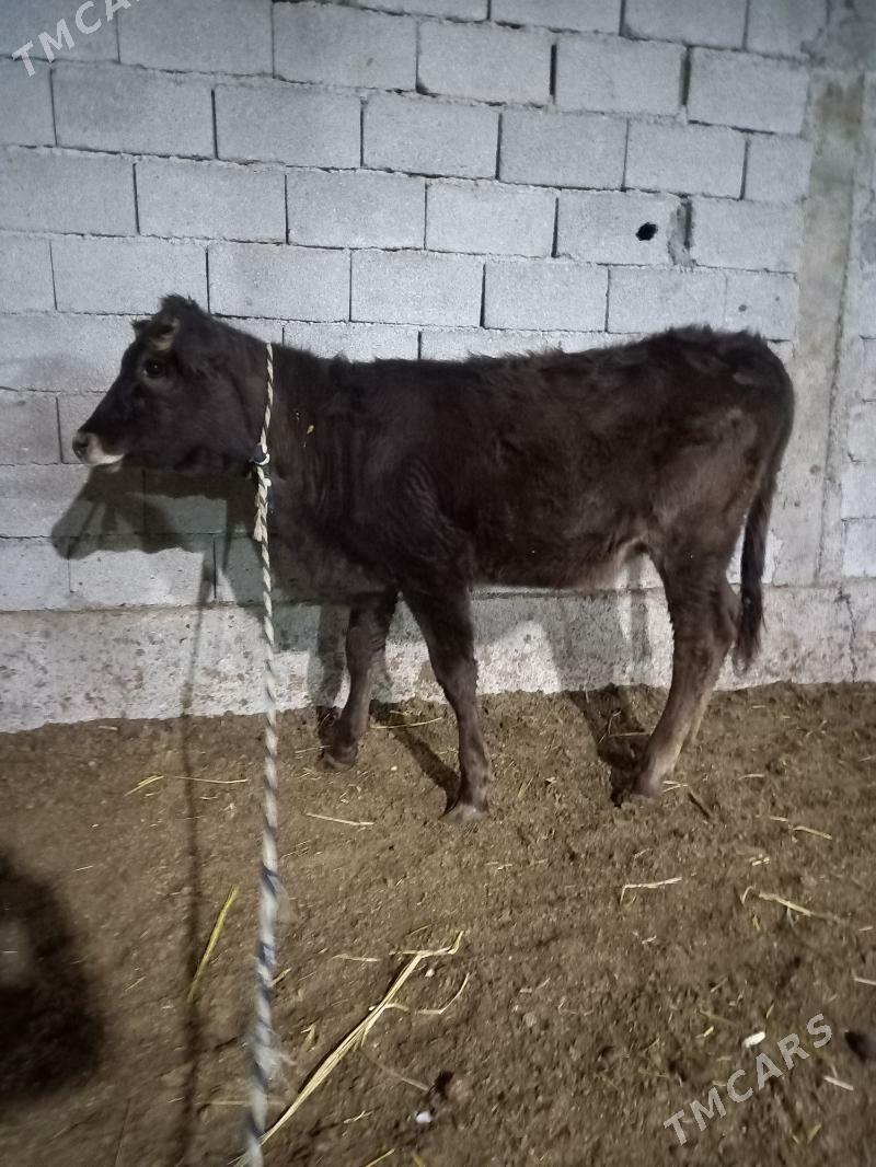 arassa sbes tuwe - Garadamak - img 1