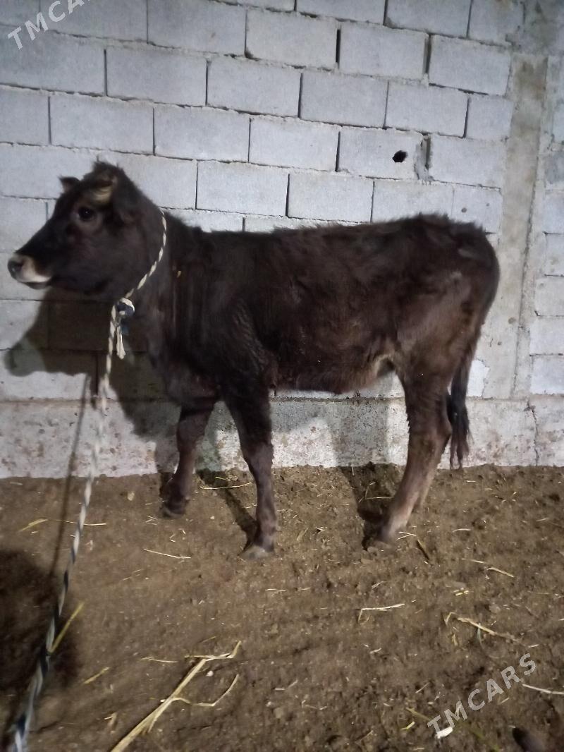 arassa sbes tuwe - Гарадамак - img 2