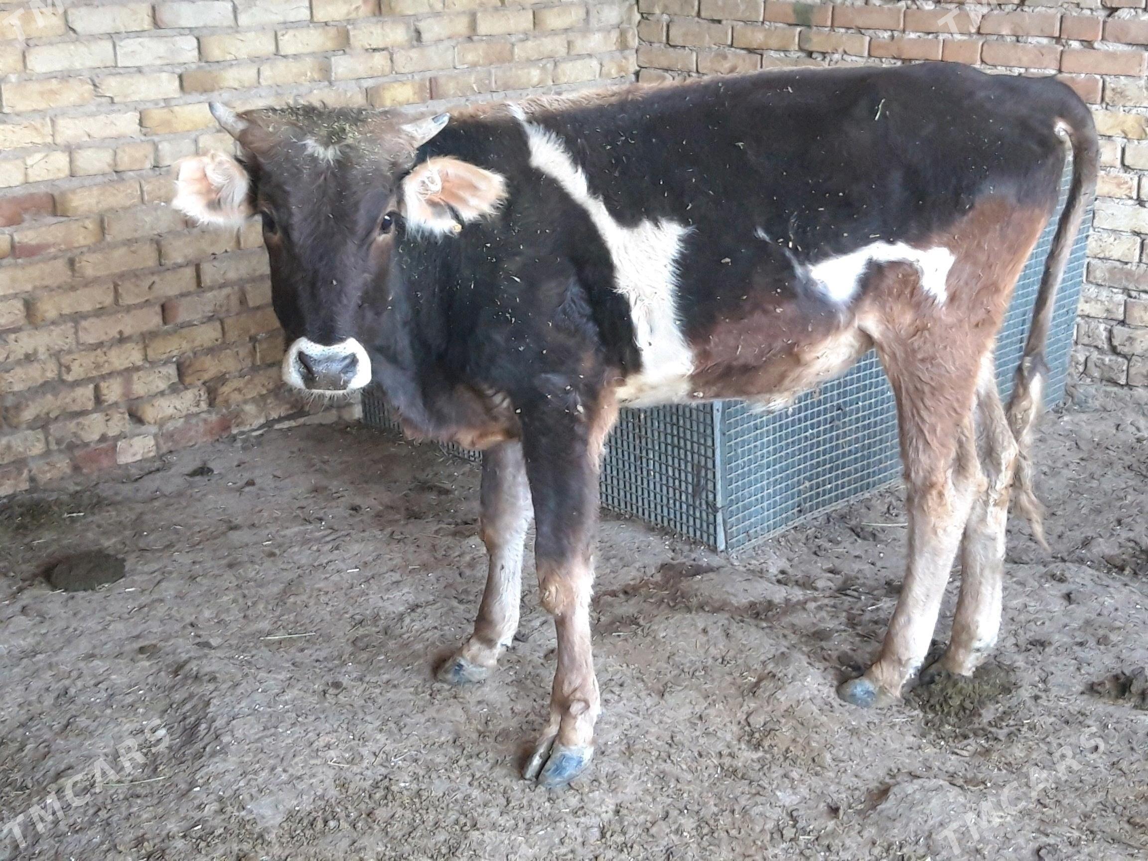 okuz - Гызыларбат - img 2