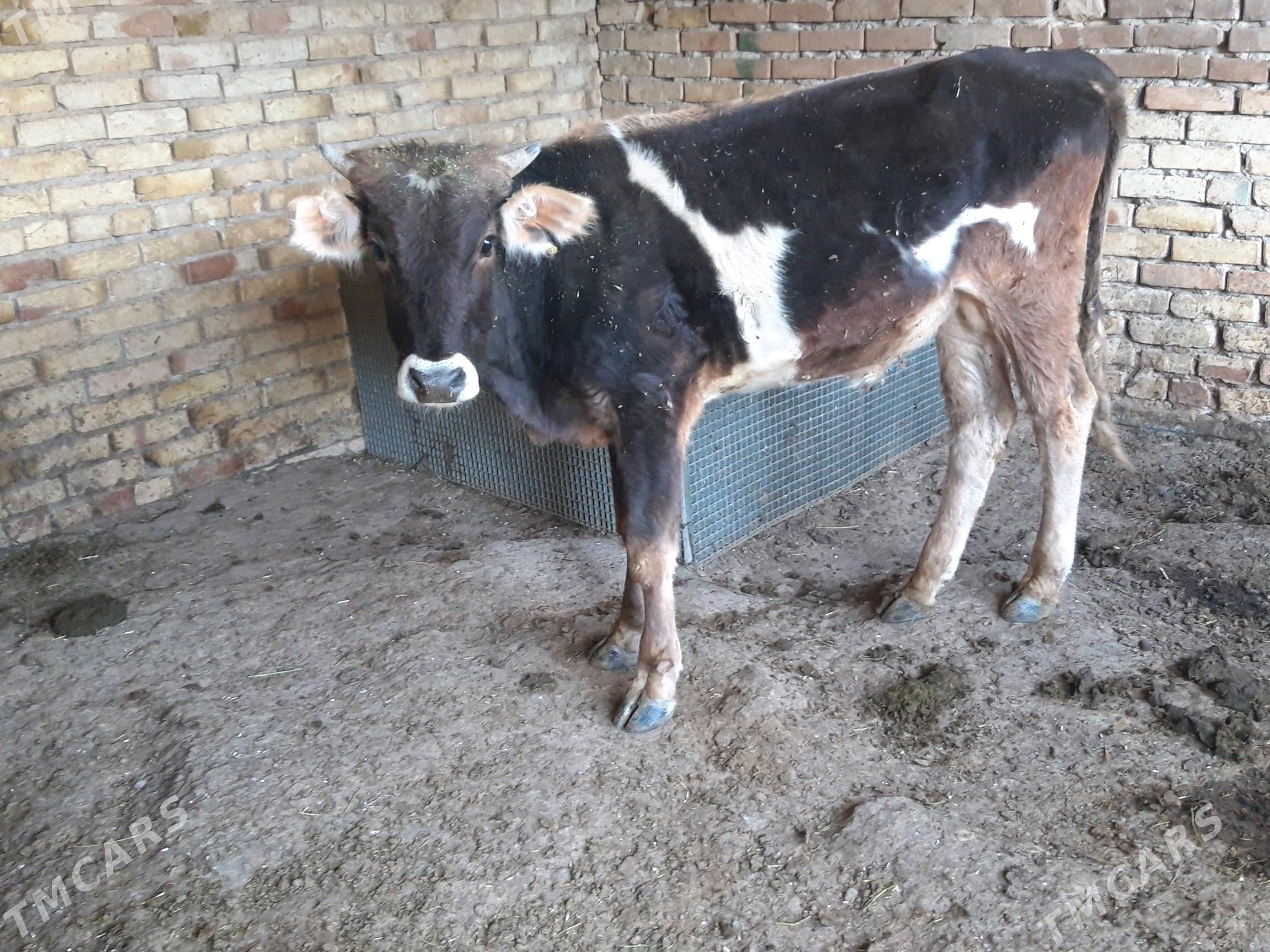 okuz - Гызыларбат - img 1