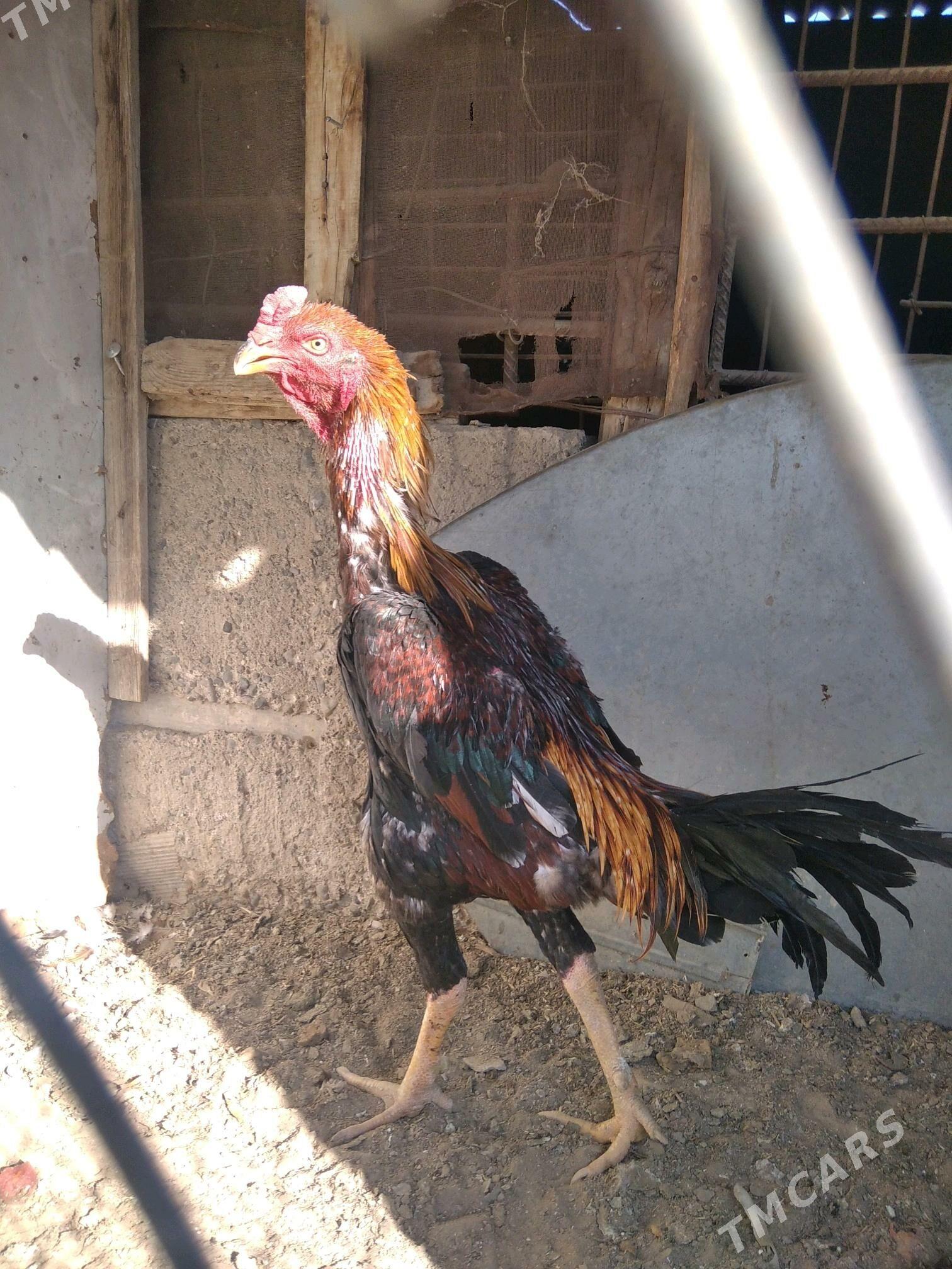 taskent - Ашхабад - img 1