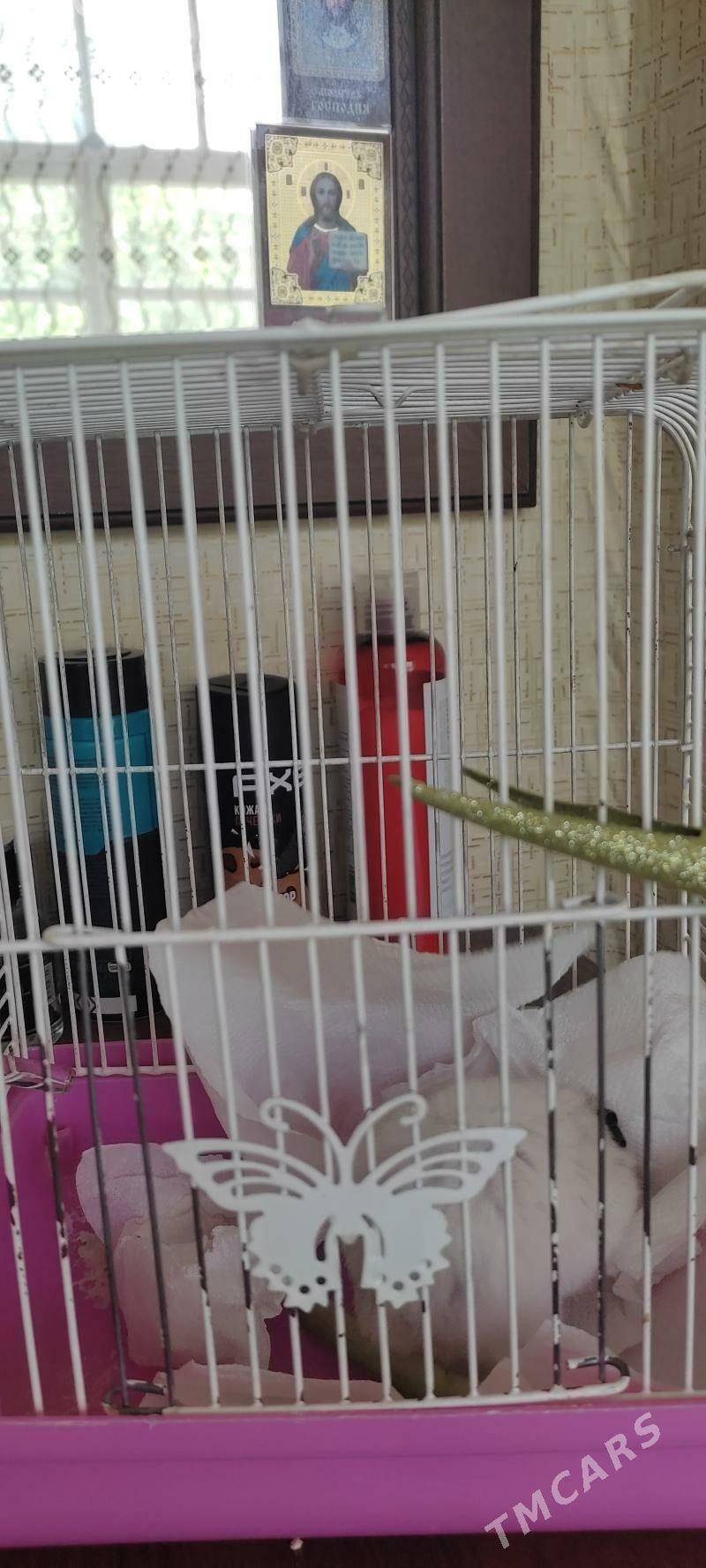 Хомячок - Ашхабад - img 2