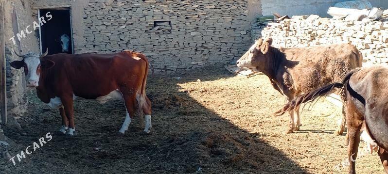 sygyr ala - Бахарден - img 3