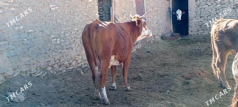 sygyr ala - Бахарден - img 2