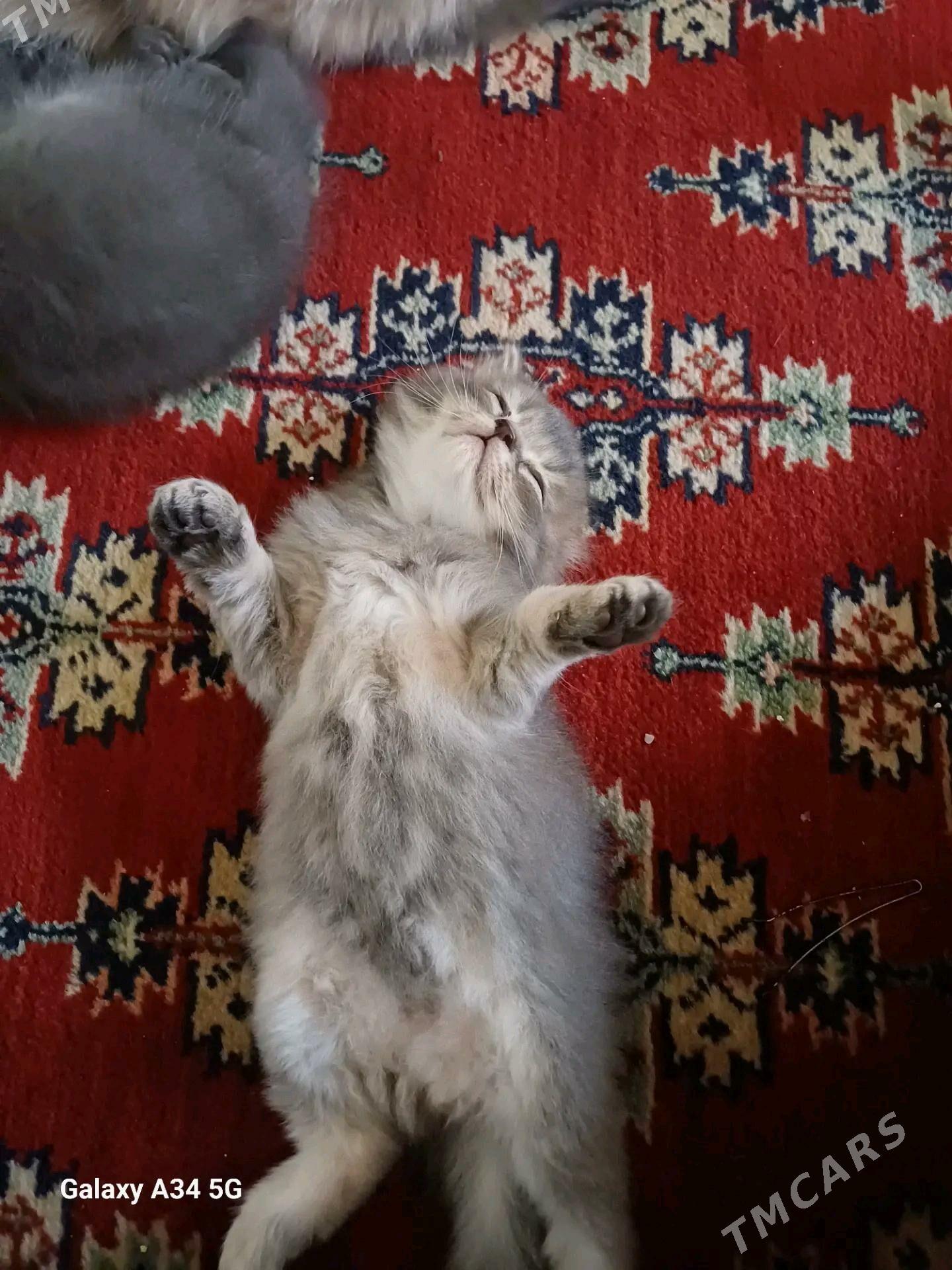 Девочки - Aşgabat - img 3