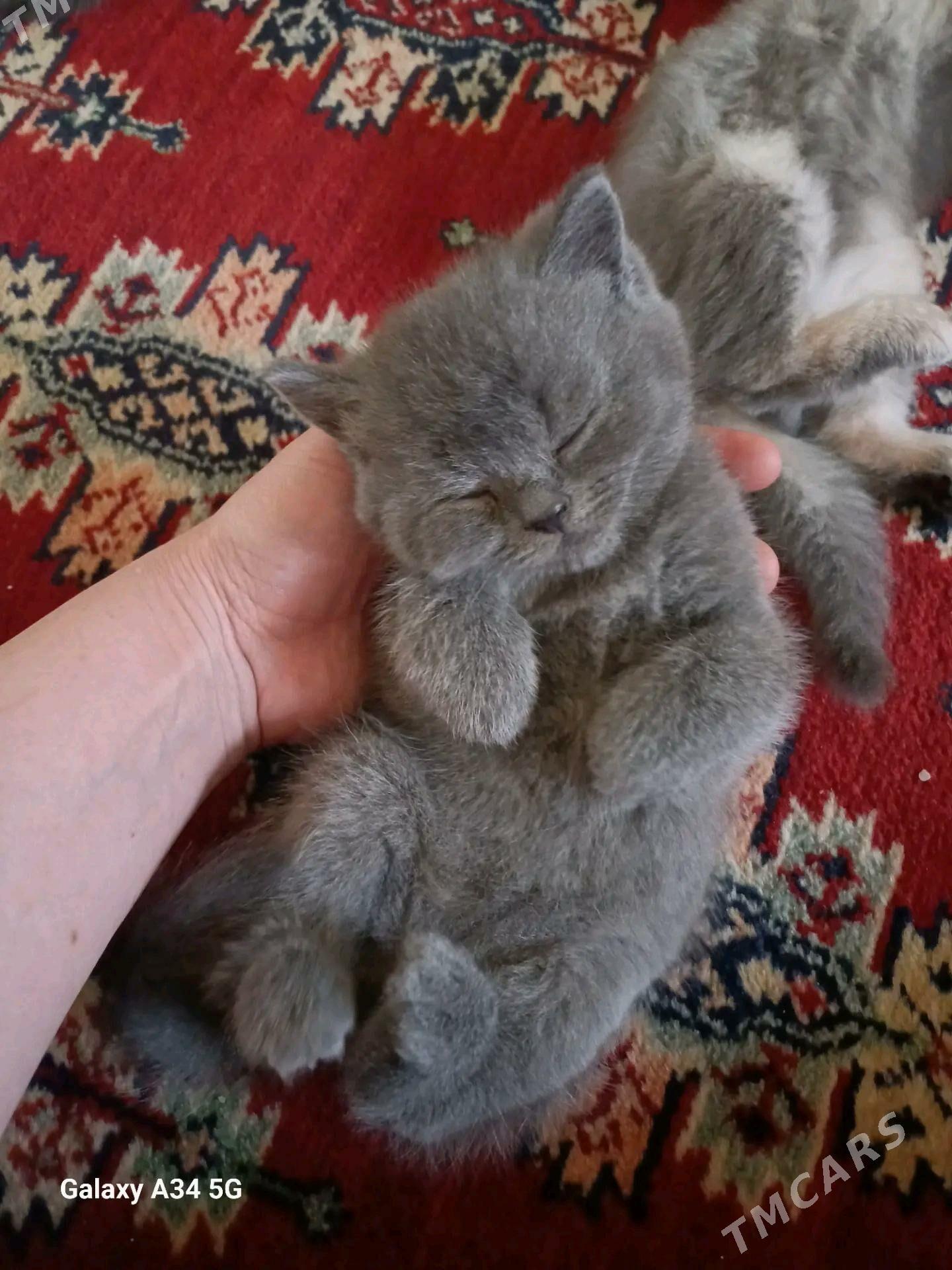 Девочки - Aşgabat - img 2