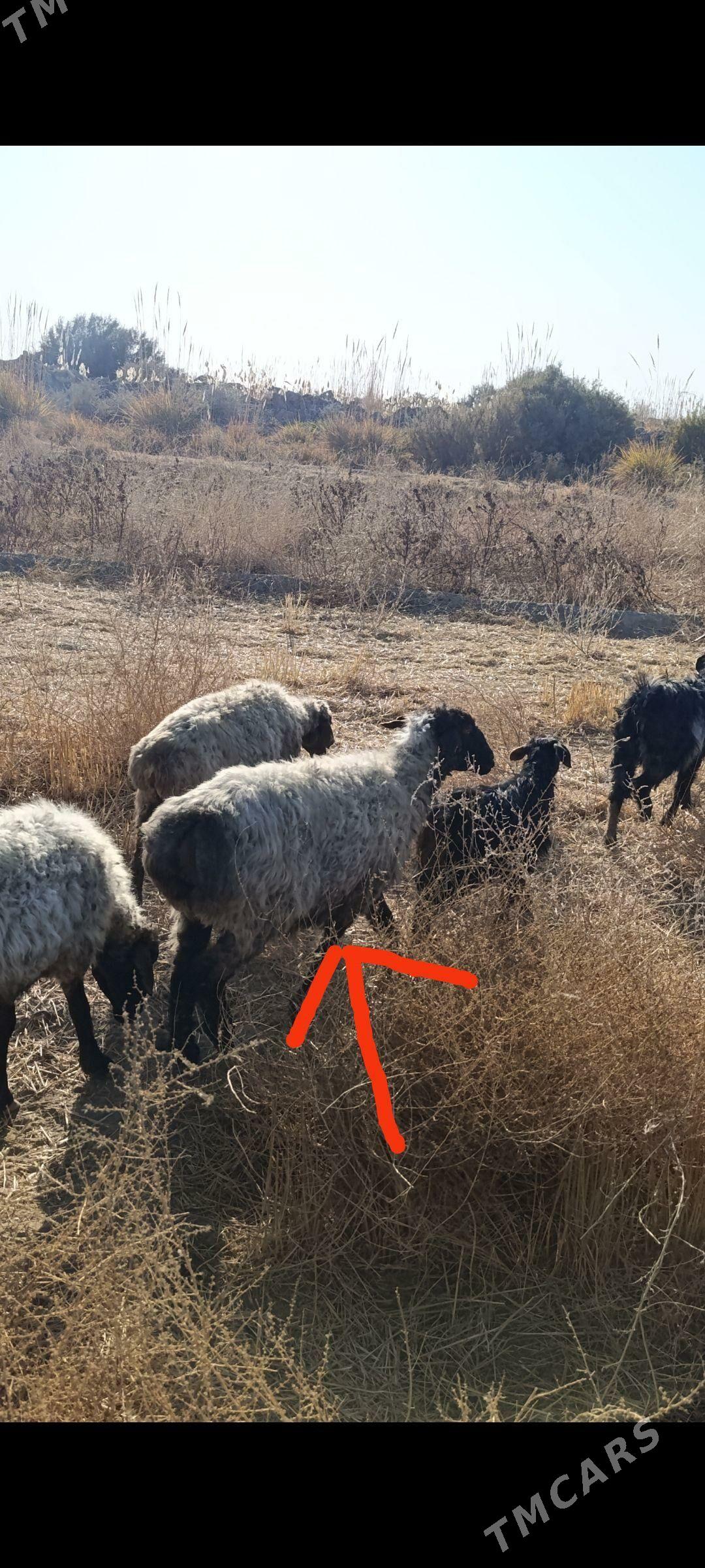 goyun - Sakarçäge - img 2