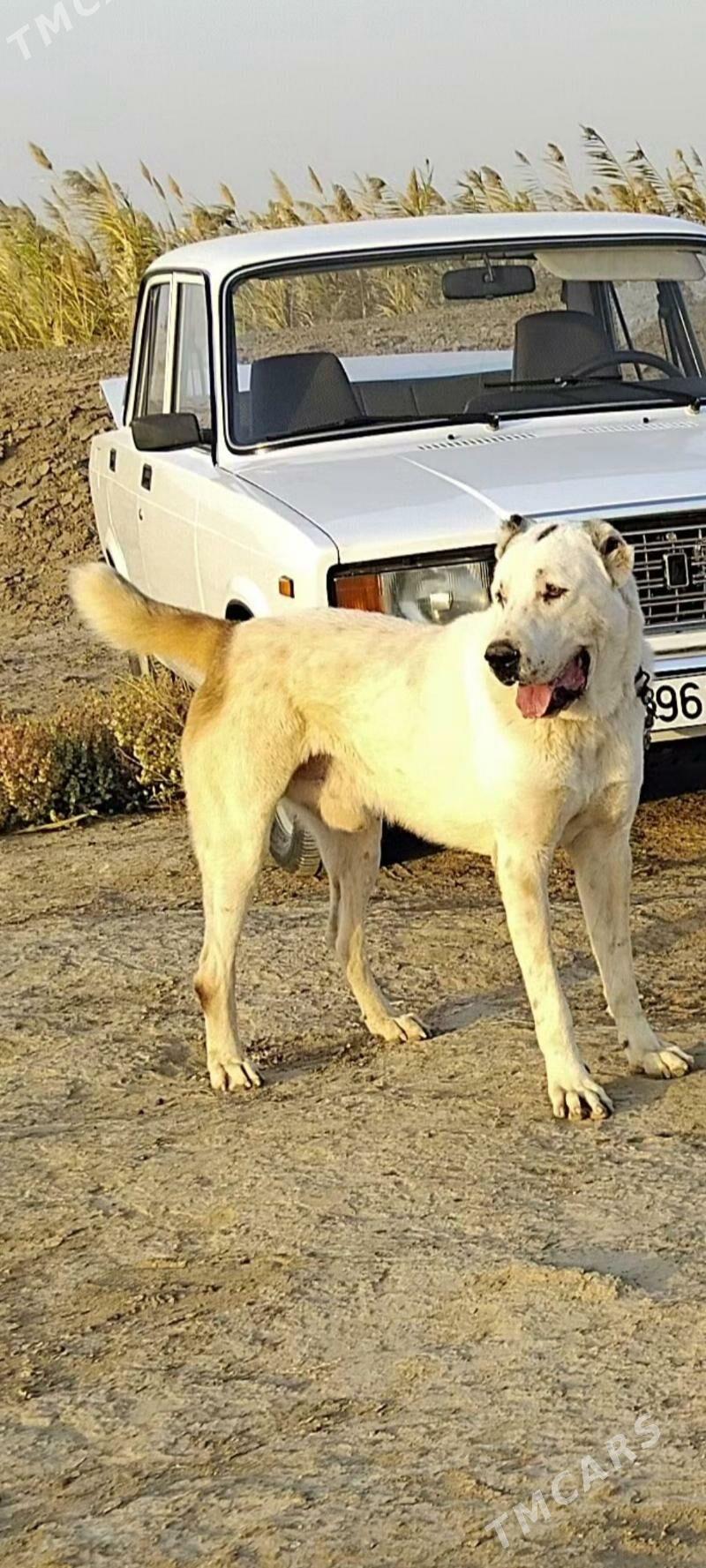 TŰRKMEN ALABAỲY AKJA - Теджен - img 5