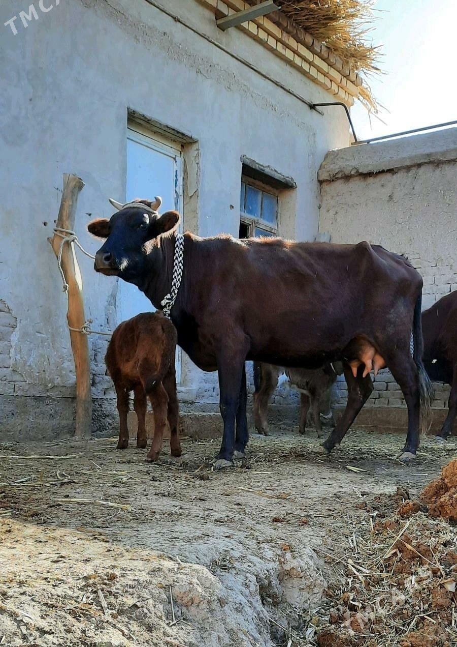13.14.LIT SÜÝIDLI GÖLELI SYGYR - Кёнеургенч - img 4