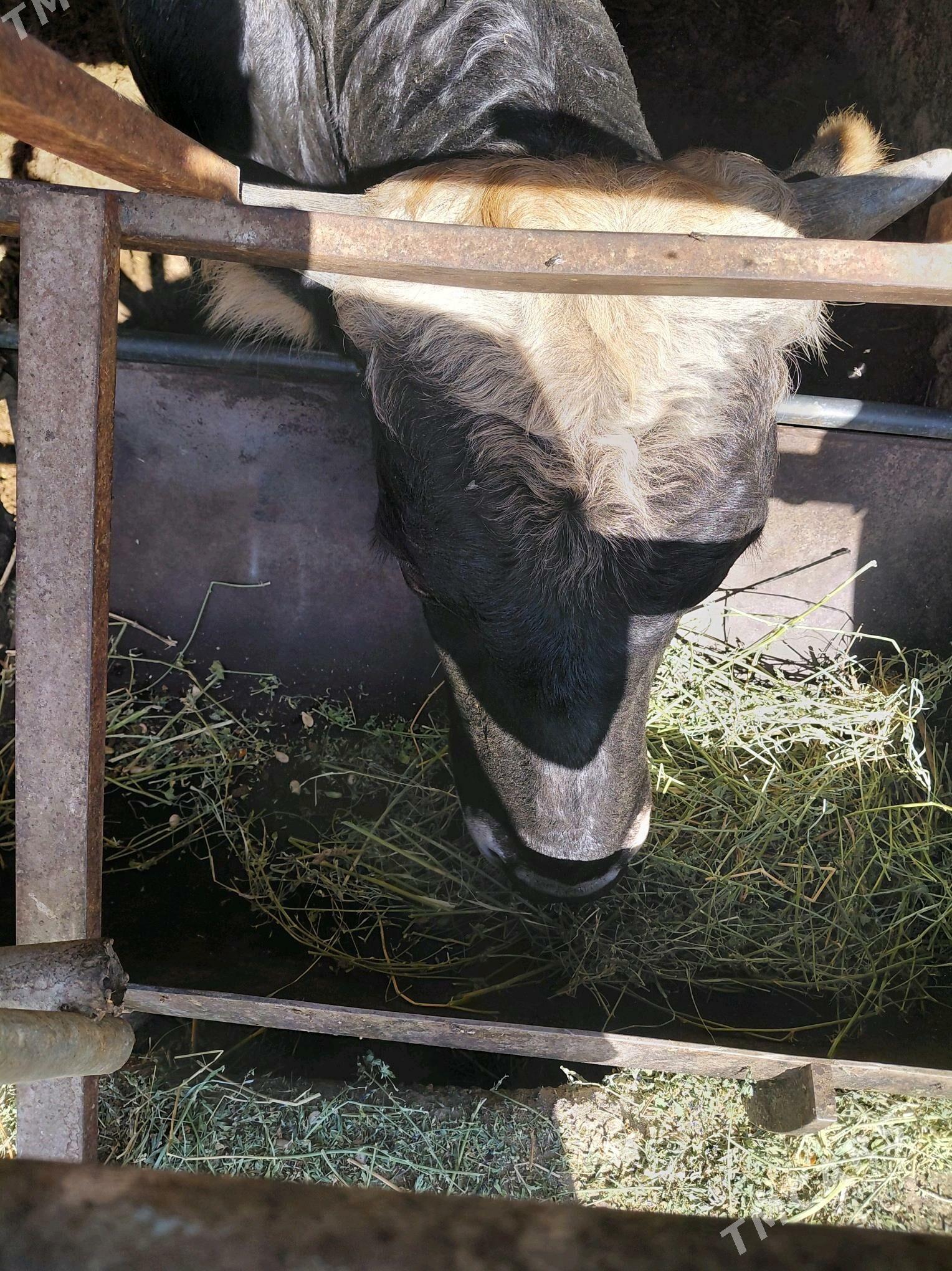 Okuz - Багир - img 2