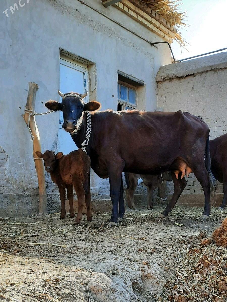 13.14.LIT SÜÝIDLI GÖLELI SYGYR - Кёнеургенч - img 2