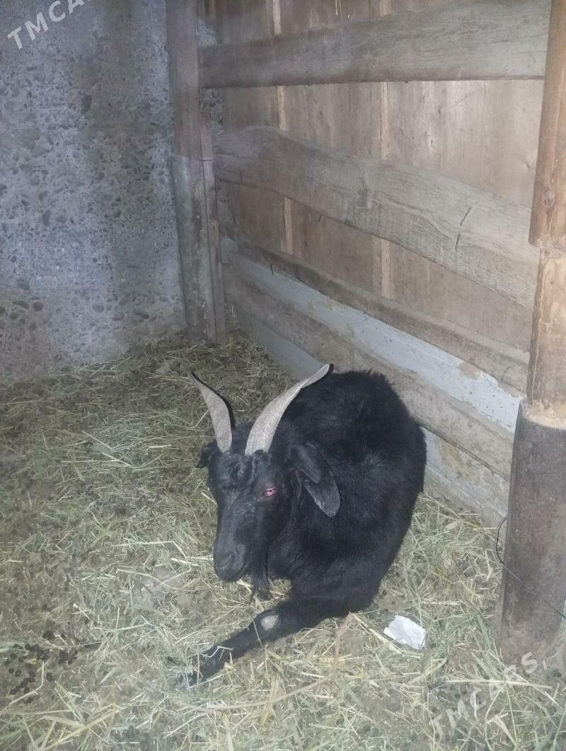 Geçi çebiş - Gypjak - img 4