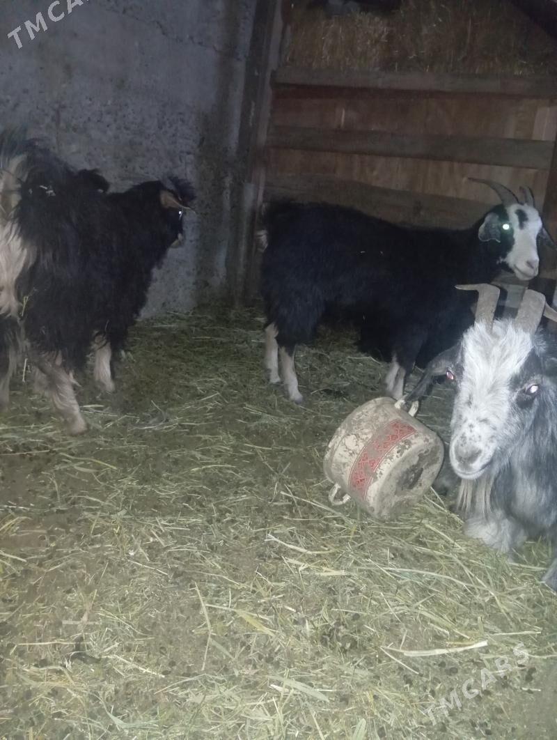 Geçi çebiş - Gypjak - img 2