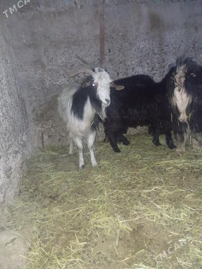 Geçi çebiş - Gypjak - img 1