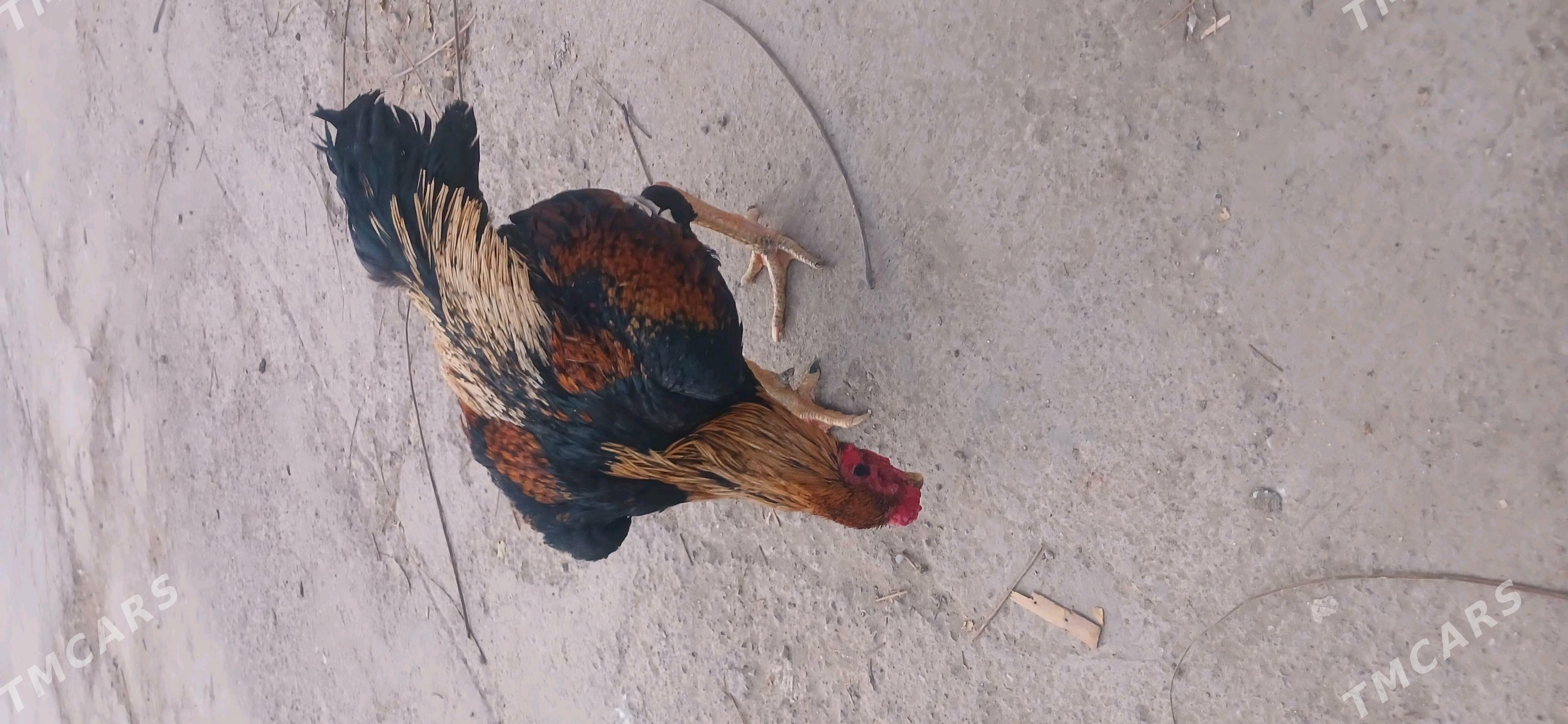 хораз - Чарджоу - img 4