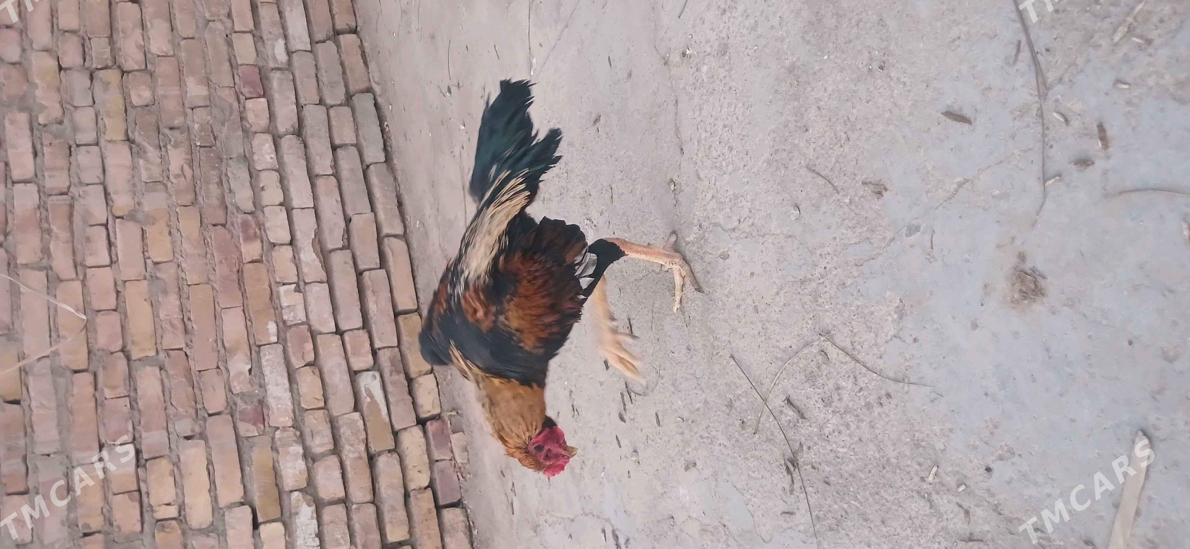 хораз - Чарджоу - img 3