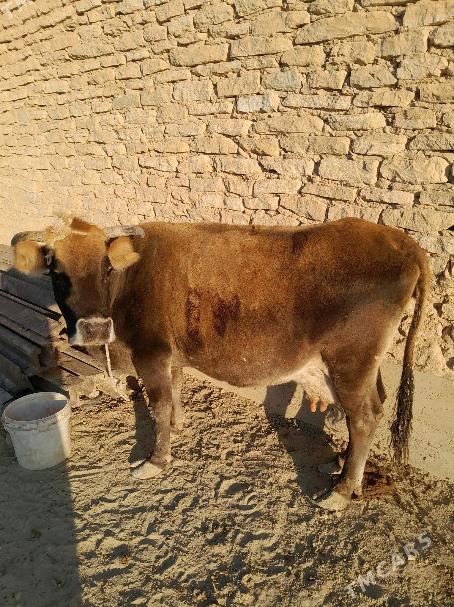 Göleli sygyr - Гызыларбат - img 1