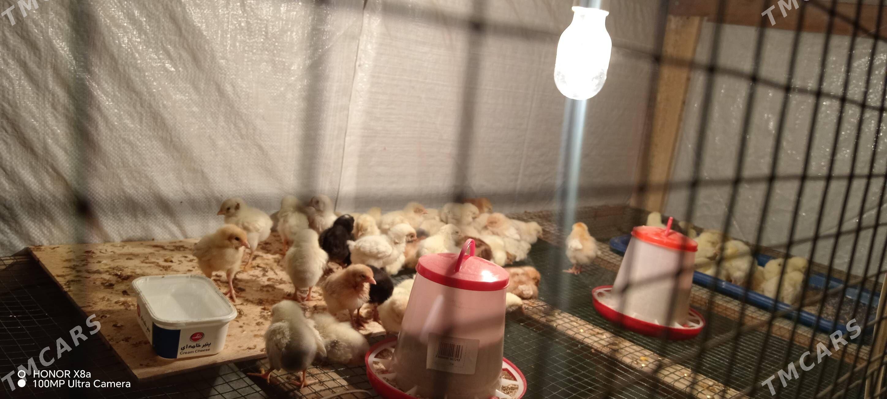 Цыплята - Türkmenbaşy - img 1