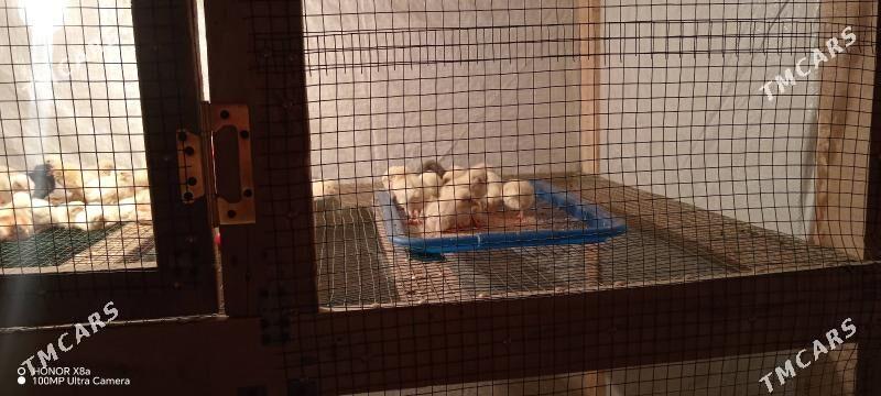 Цыплята - Türkmenbaşy - img 2