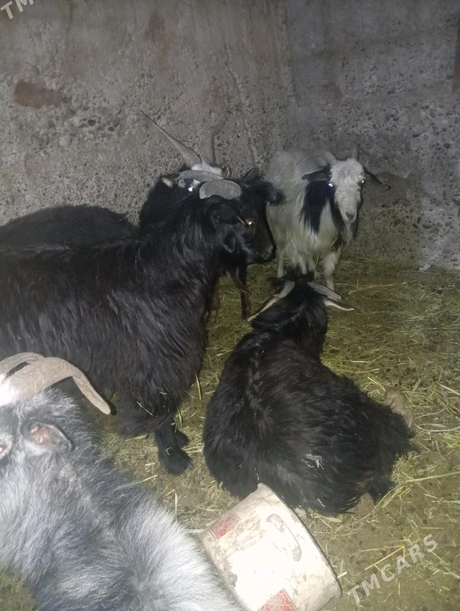 Geçi çebiş - Gypjak - img 5