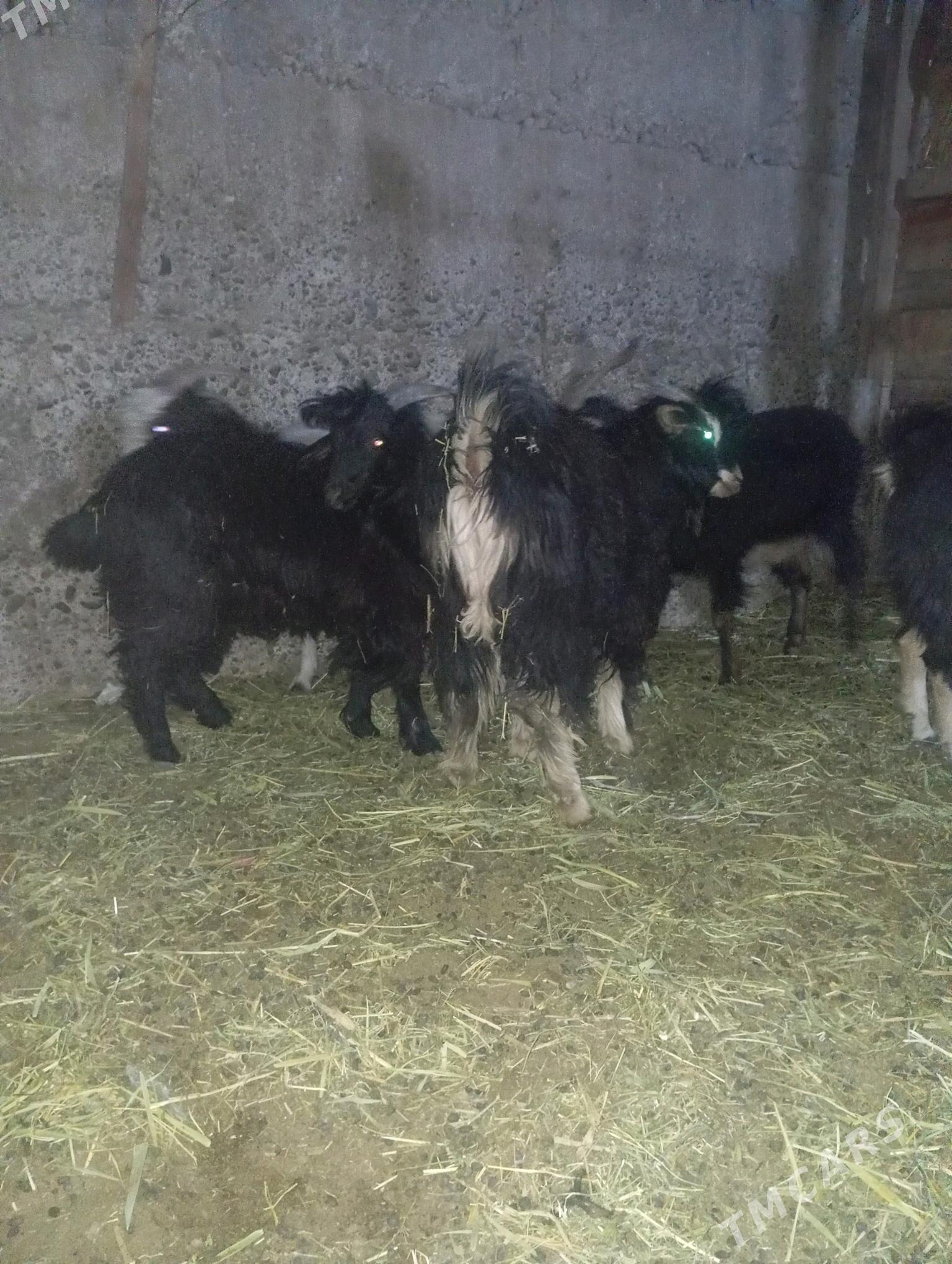 Geçi çebiş - Gypjak - img 3