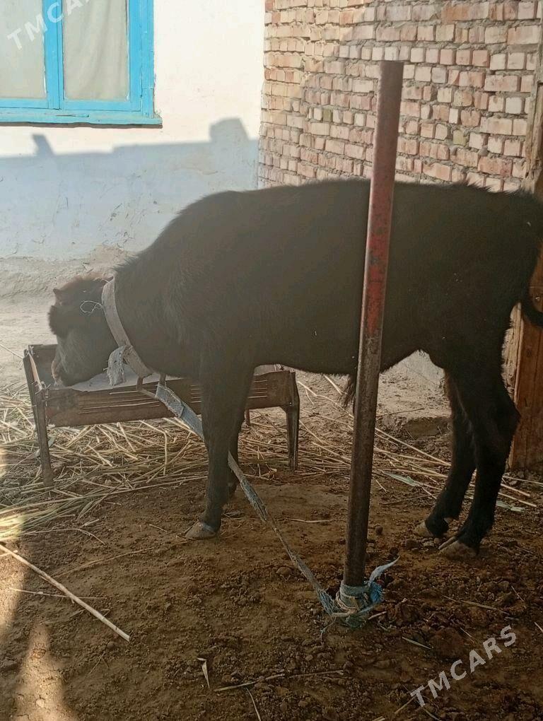 okuz - Бахарден - img 1