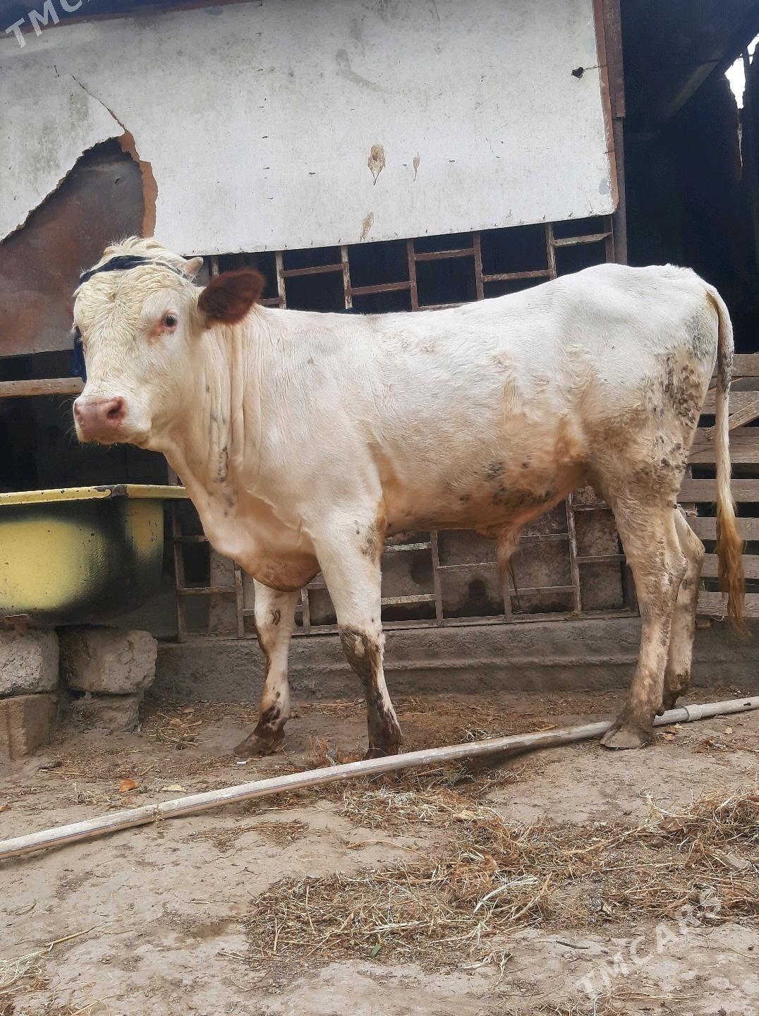 Okuz - Багир - img 3