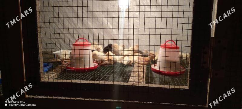 Цыплята - Türkmenbaşy - img 3