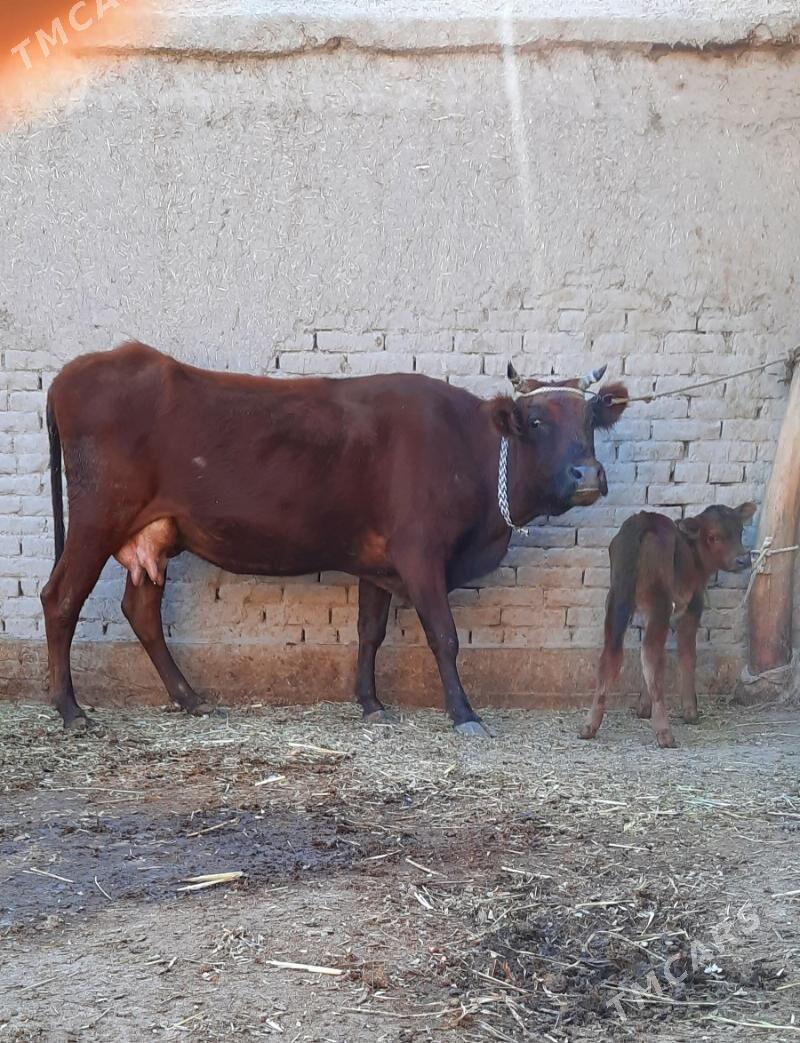 SÜÝIDLIJE GÖLELI SYGYR - Кёнеургенч - img 4