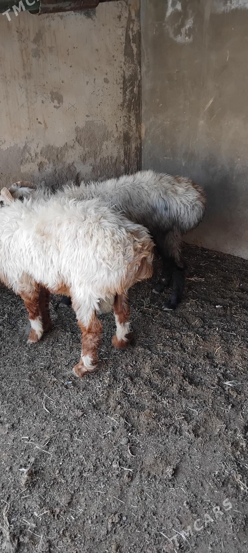 Goç 2 sany - Garadamak - img 2