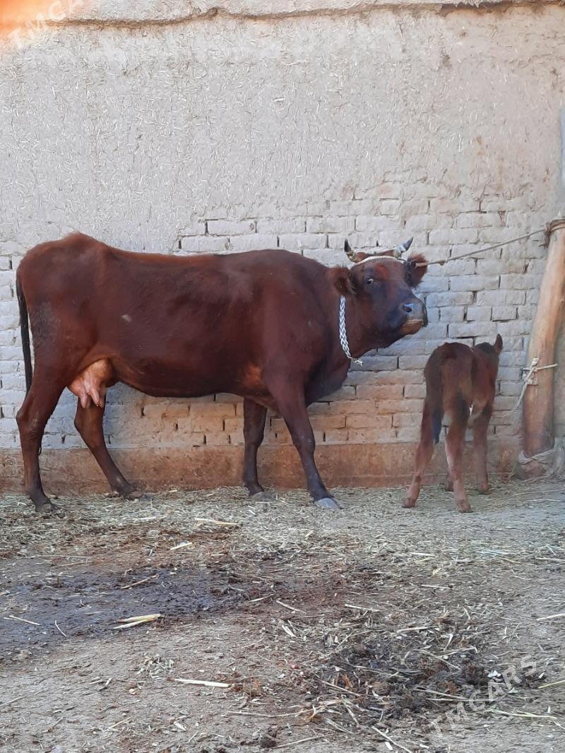 SÜÝIDLIJE GÖLELI SYGYR - Кёнеургенч - img 2