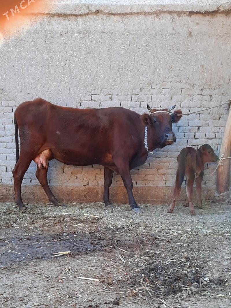 SÜÝIDLIJE GÖLELI SYGYR - Кёнеургенч - img 3