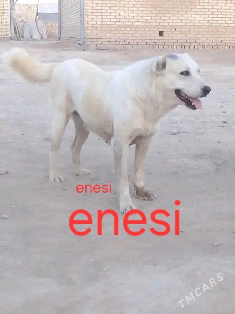 TŰRKMEN ALABAỲY AKJA - Теджен - img 2