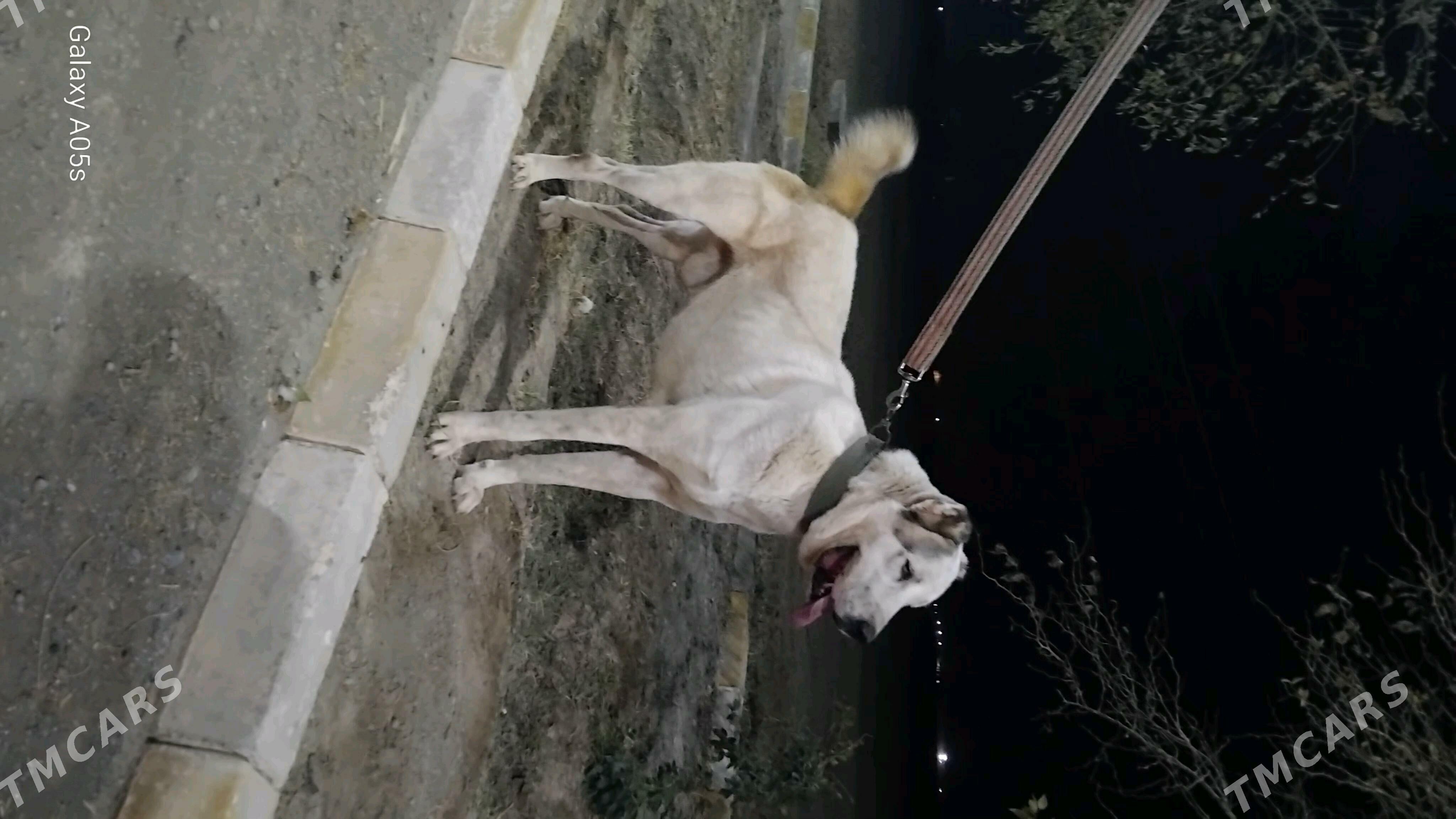 TŰRKMEN ALABAỲY AKJA - Теджен - img 7