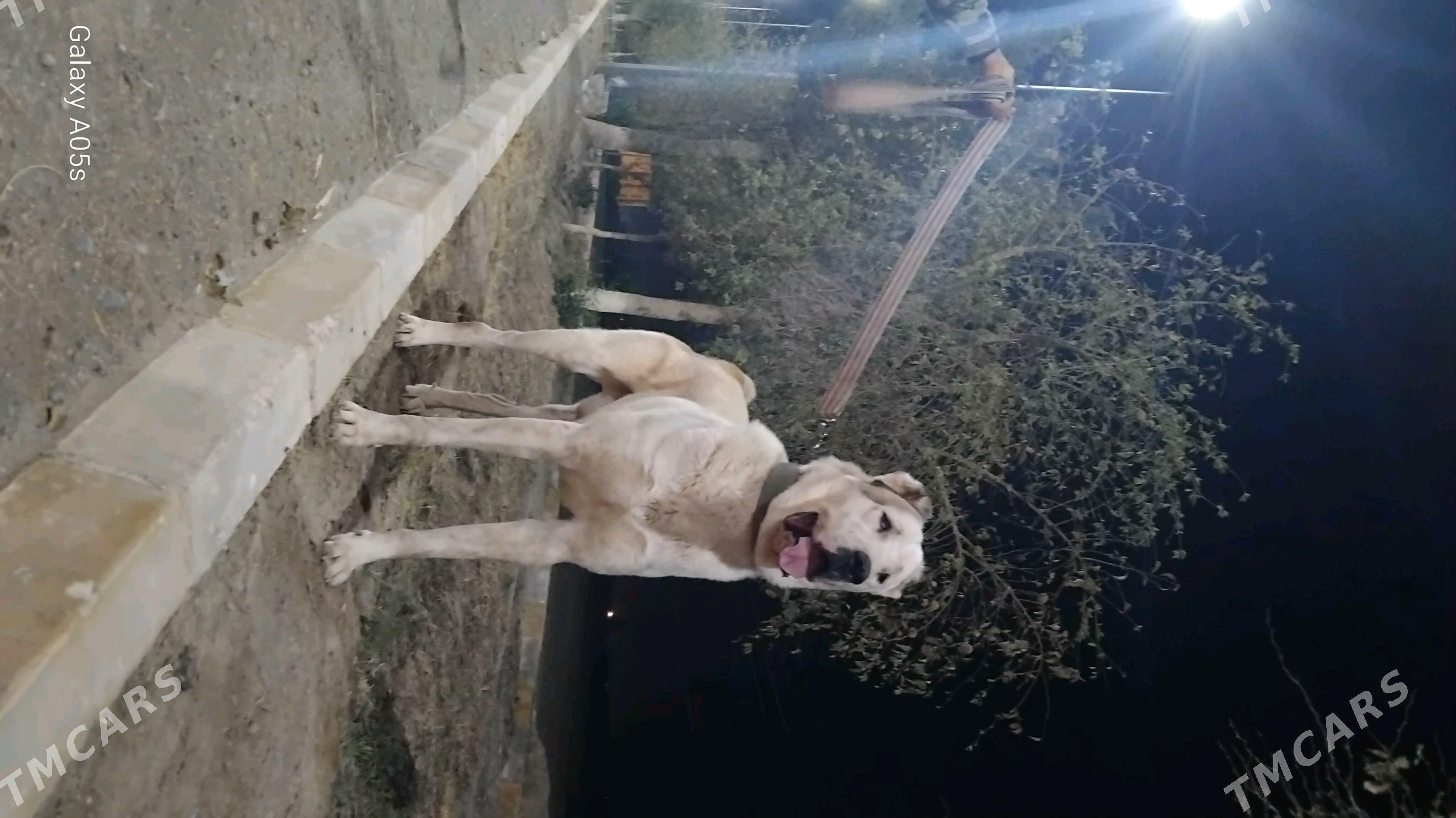 TŰRKMEN ALABAỲY AKJA - Теджен - img 6