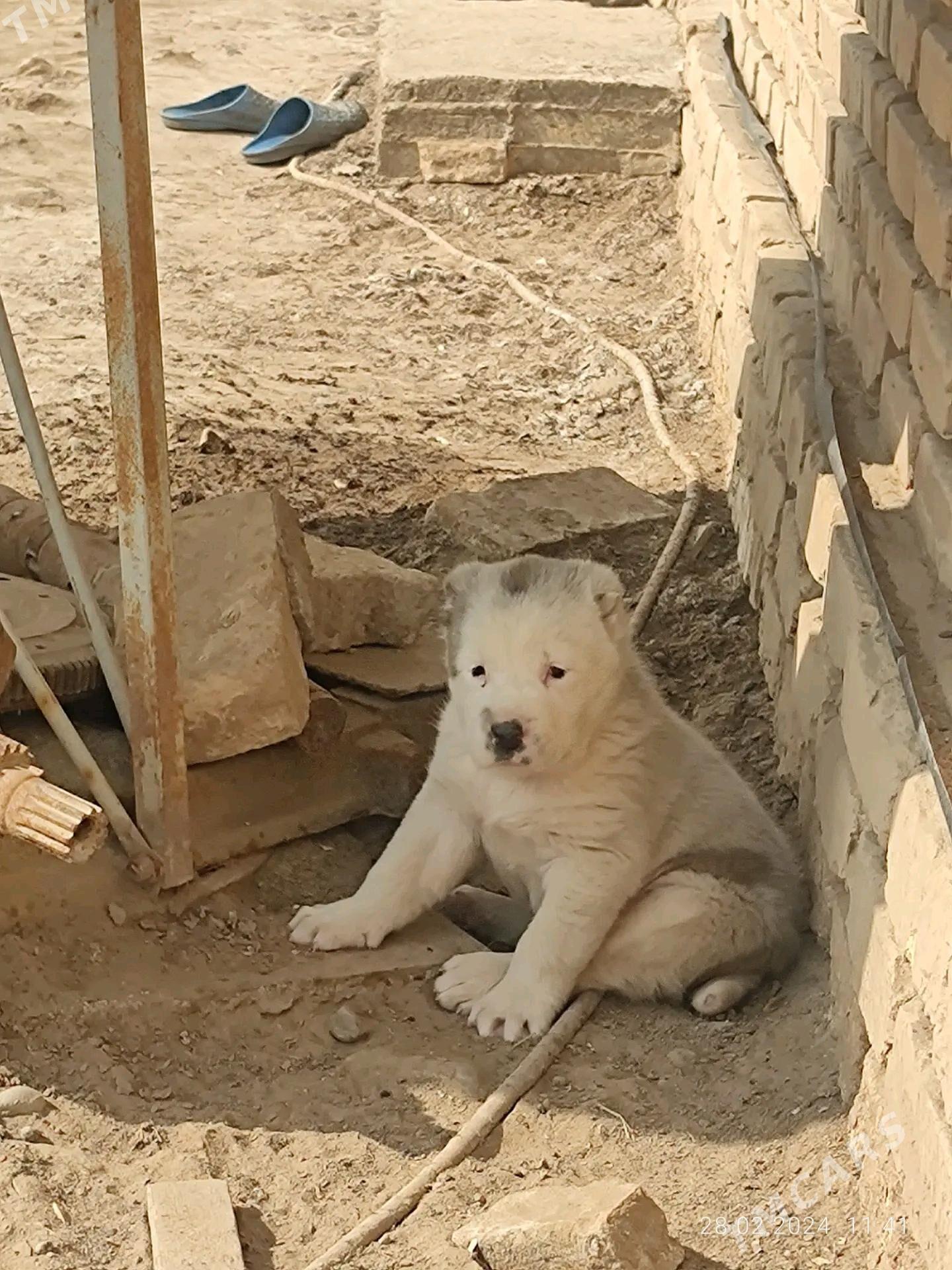 TŰRKMEN ALABAỲY AKJA - Теджен - img 3