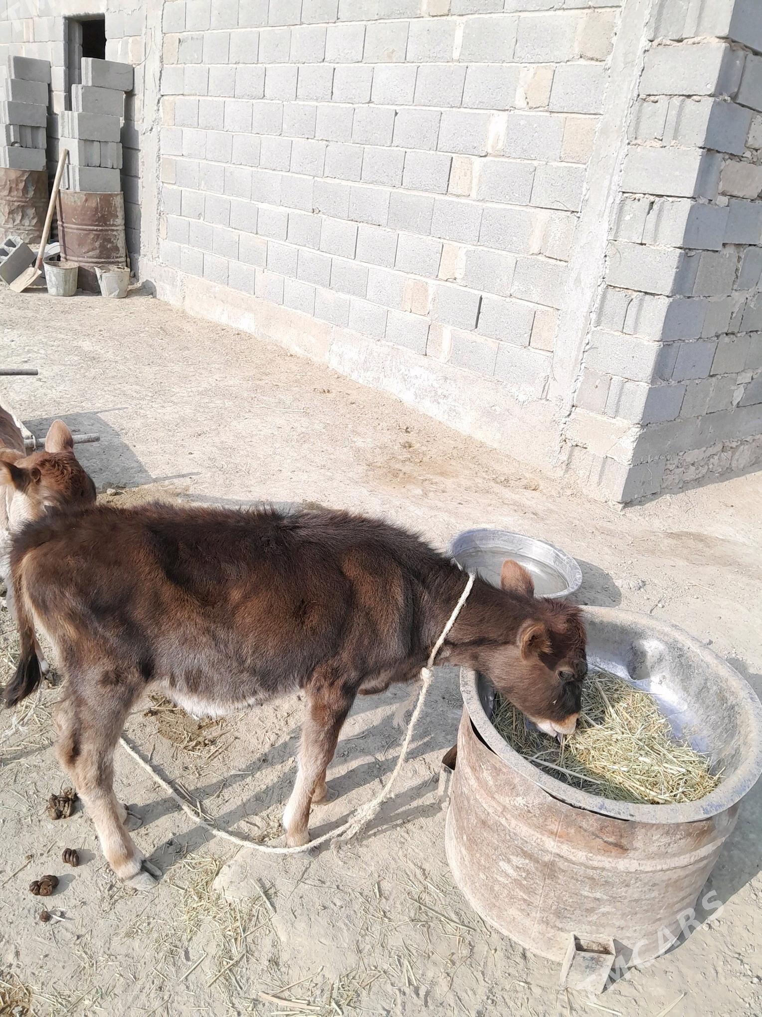 Göleli sygyr - Гызыларбат - img 4