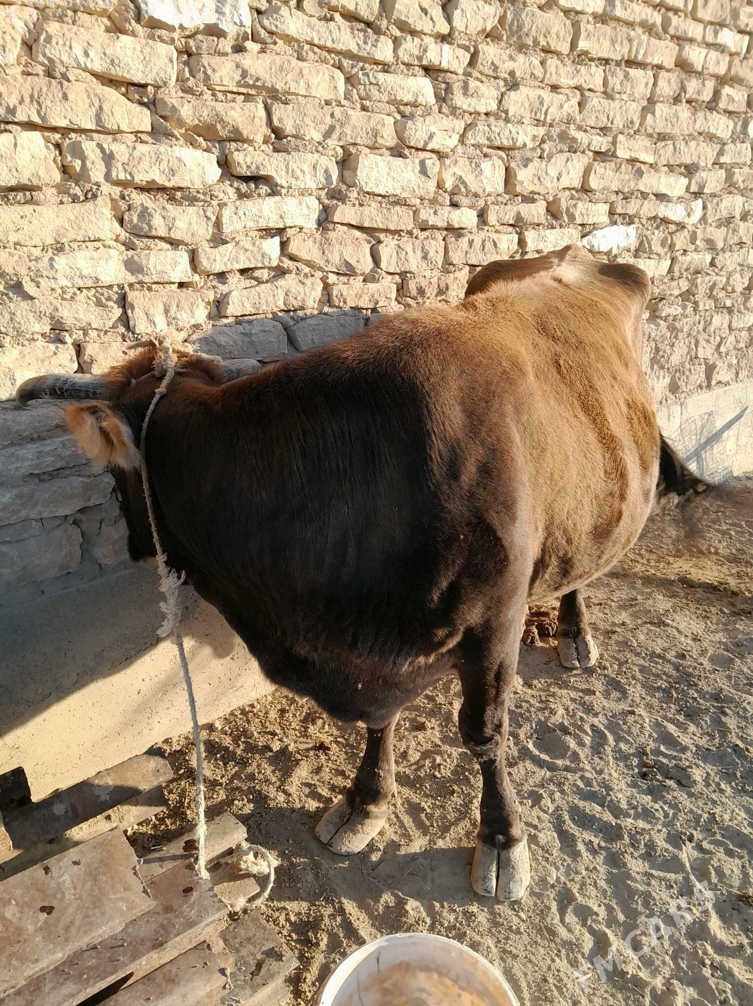 Göleli sygyr - Гызыларбат - img 3