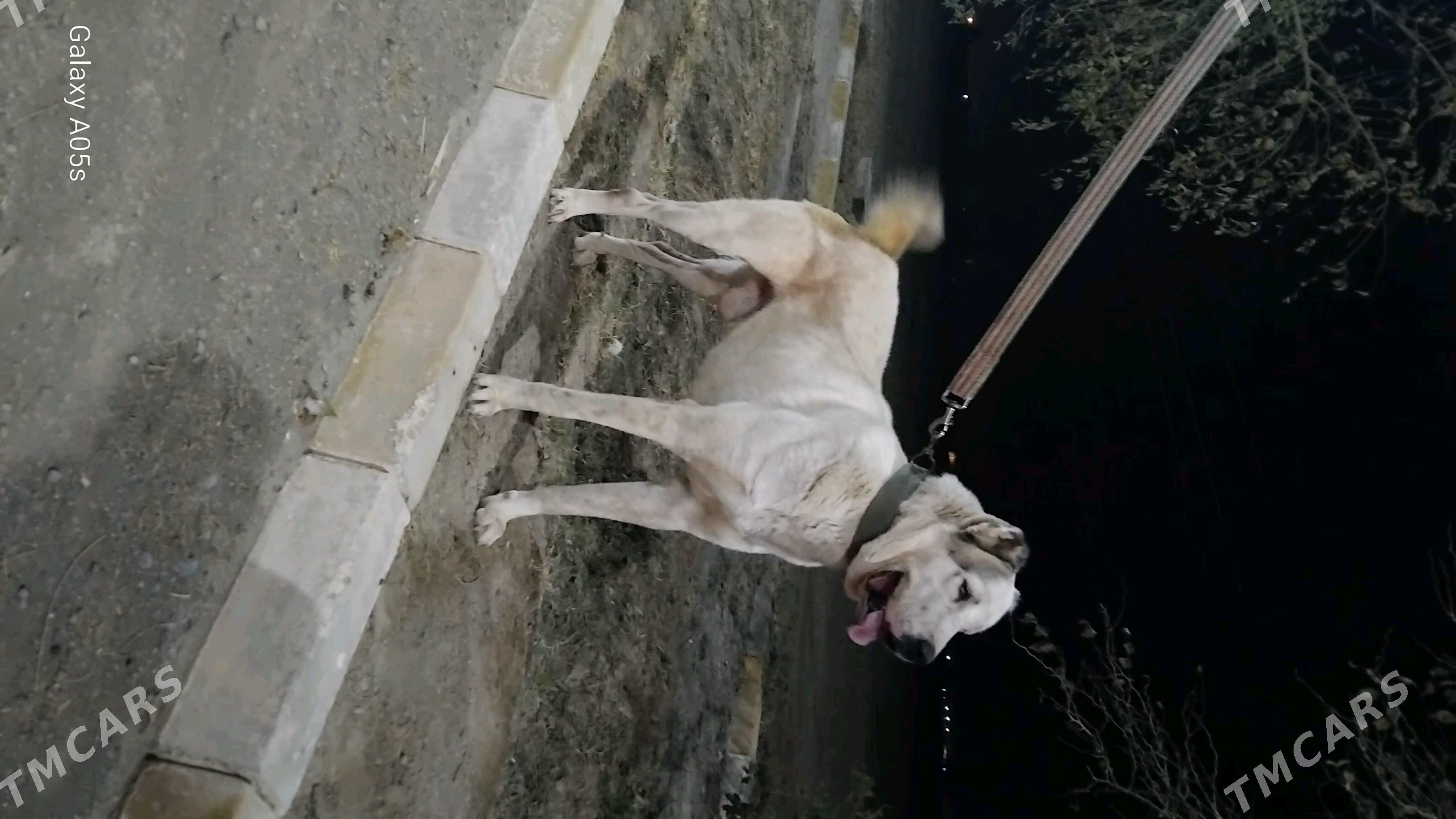 TŰRKMEN ALABAỲY AKJA - Теджен - img 8