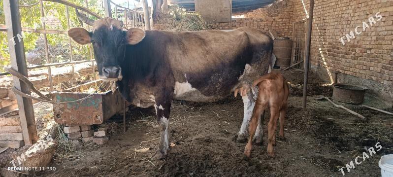 göleli sygyr - Теджен - img 2