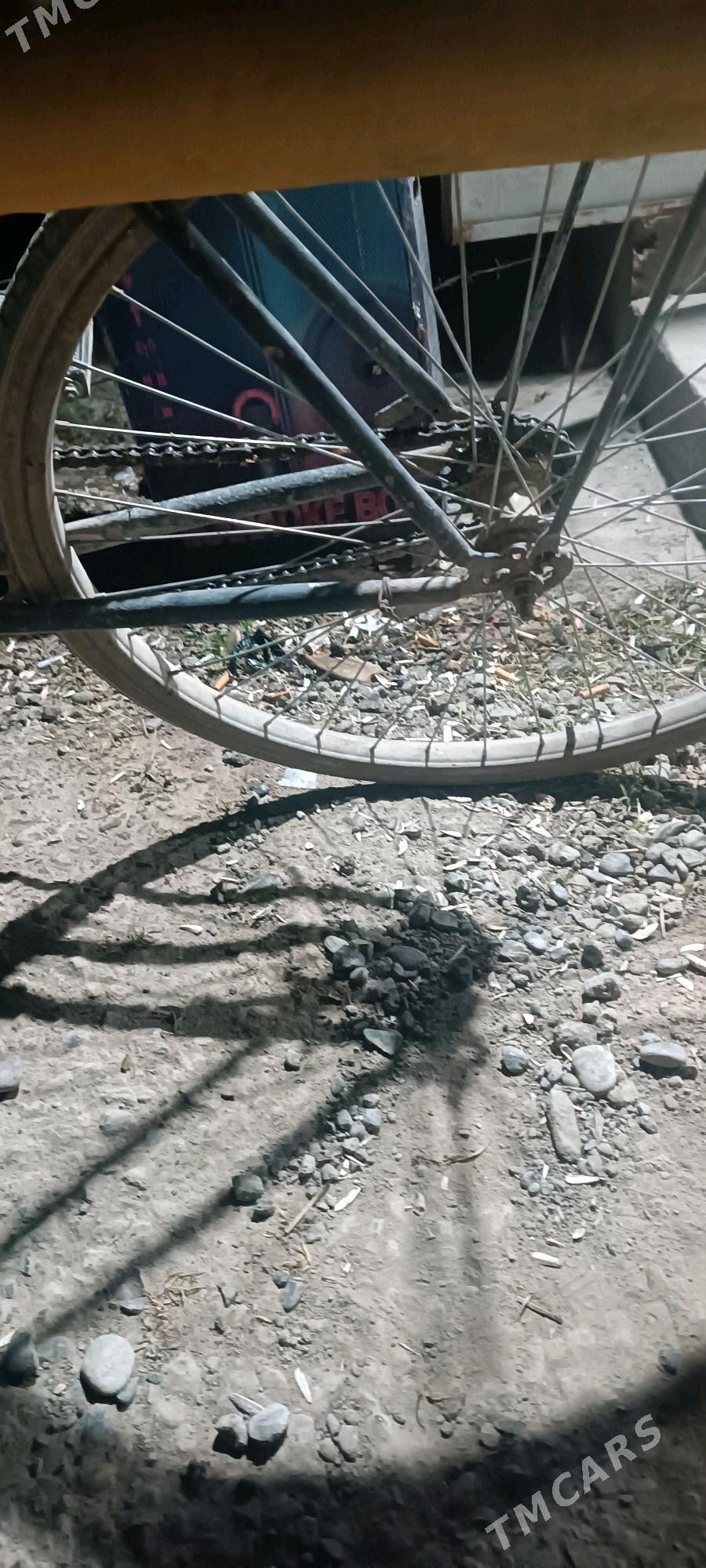 orsun tigri - Kaka - img 2