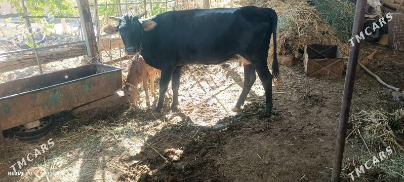 göleli sygyr - Теджен - img 9